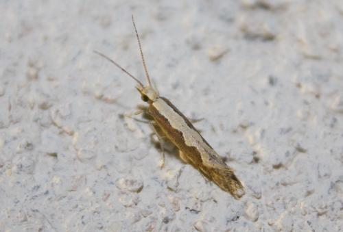 Réf. 213 154 : Plutella xylostella